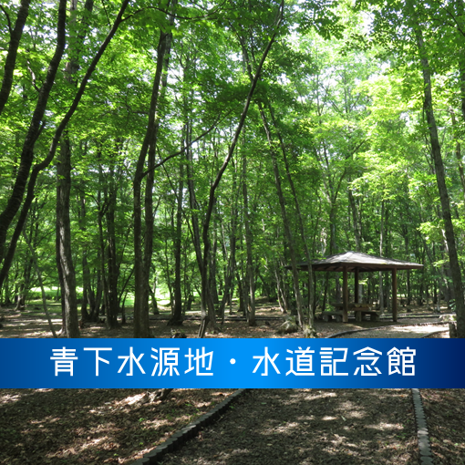 仙台市青葉区熊ケ根の青下水源地の新緑の林内の画像