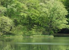 鮮やかな新緑に包まれた木々が穏やかな水面に鏡のように映り込み、静寂な森の美しさと瑞々しい自然の風景を捉えた、青下水源地の写真
