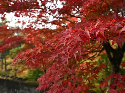 紅葉した鮮やかな赤い楓の葉が枝に密集し、背景の緑と石垣がわずかにボケて写る写真