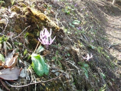 枯れ葉や苔が混じる斜面の地面から、反り返った薄紫色の花びらが特徴的なカタクリの花が数輪自生している写真