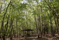 明るい日差しが差し込む新緑の林の中に、休憩用の東屋がひっそりと佇む写真