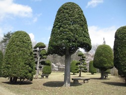 円錐形や卵形に美しく整えられた背の高い庭木が芝生の上に点在し、木の根元には休憩用のベンチが置かれた写真
