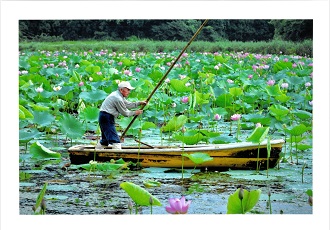 一面に咲き誇るピンク色のハスの花と大きな緑の葉に囲まれた池で、一人の男性が小さな舟に乗り長い棒を操って進む穏やかな風景を捉えた写真