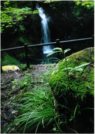 手前に苔むした岩と青々とした草を配置し、背景に木々の間から流れ落ちる滝をぼかして捉えた写真