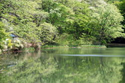 静かな水面に、岸辺に生い茂る木々が鏡のように美しく映り込んでいる風景の写真