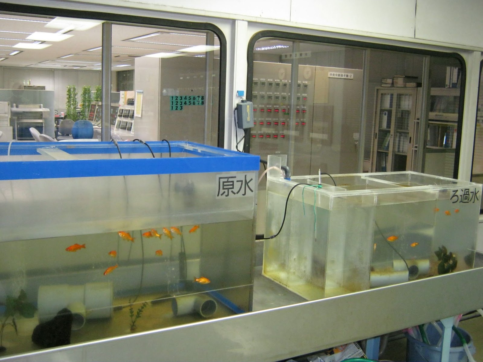「原水」と「ろ過水」と書かれた2つの水槽が並び、金魚や水草、パイプが入った実験環境で水質の違いが視覚的に示されている写真