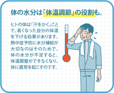 体の水分は「体温調節」の役割も。 ヒトの体は「汗をかく」ことで、高くなった自分の体温を下げる効果があります。熱中症予防に水分補給が大切なのはそのためで、体の水分が不足すると、体温調整ができなくなり、体に異常を起こすのです。