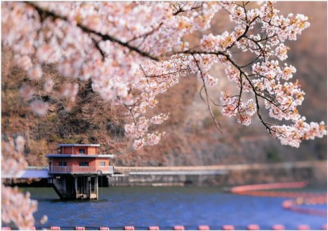 ダムを背景にしたサクラ