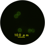 クリプトスポリジウム試験用標本の顕微鏡写真